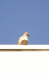 pigeon isolated on white background