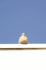 pigeon isolated on white background