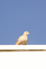 pigeon isolated on white background