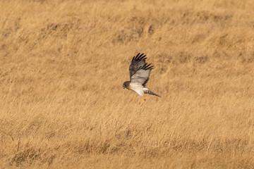 Hunting Harrier