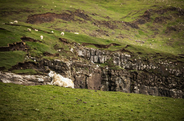 Fototapeta na wymiar Scenic Scotland meadows with sheep in traditional landscape. 