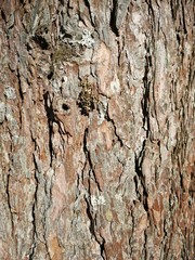 ฺBrown bark of a tree. Vertical photo of a tree bark texture.