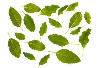 Collection of green basil leaf isolate on white background. Top view .Flat lay..