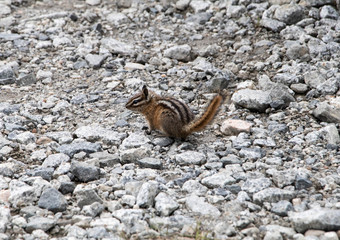 Little chipmunk sit on rock ground