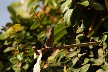 hummingbird on a branch