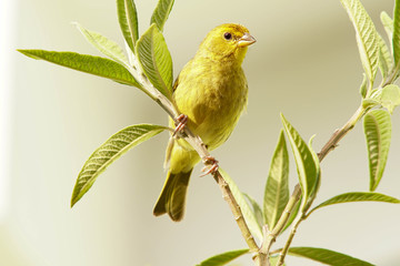 yellow bird on a branch