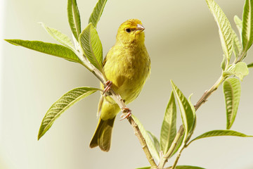 yellow bird on a branch
