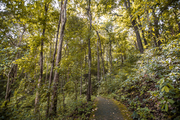 The abstract background of forest blurred nature, autumn colors, ecological beauty and environmental conservation