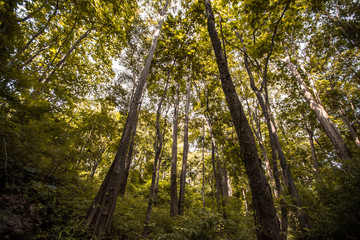 The abstract background of forest blurred nature, autumn colors, ecological beauty and environmental conservation