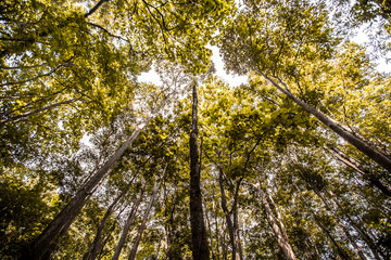 The abstract background of forest blurred nature, autumn colors, ecological beauty and environmental conservation