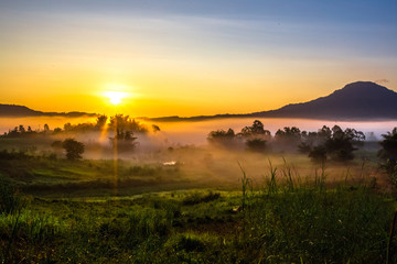 Obraz premium The blurry background of the fog that covers trees, roads, grass, in the morning is naturally beautiful, can be seen in the end of the rain, cold winter every year.