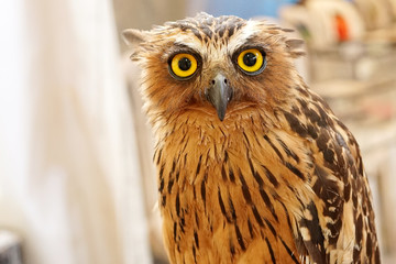 Portrait great horned owl - Bubo virginianus