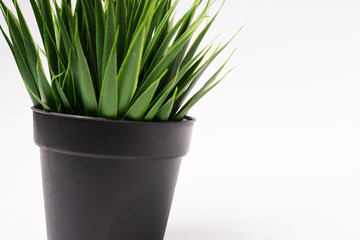 Decorative artificial plants on black pot - green grass - background