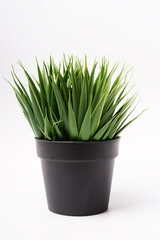 Decorative artificial plants on black pot - green grass