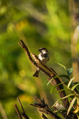 bird on a branch