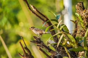 bird on a branch