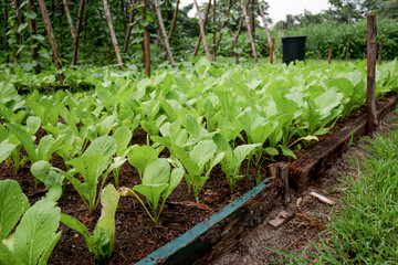Lettuce field on salad farm