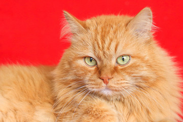 Big chic ginger cat resting on a red sofa