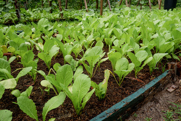 Lettuce field on salad farm