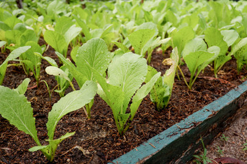 Lettuce field on salad farm