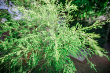 The abstract background of forest blurred nature, autumn colors, ecological beauty and environmental conservation