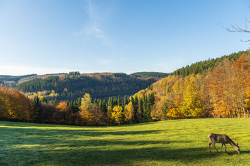Greifvogelstation und Wildfreigehege Hellental