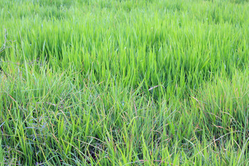  Green grass in the field