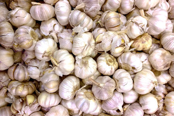 Many loose heads of white purple garlic for sale.