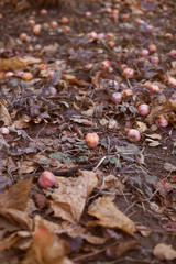 Red apples fallen on ground