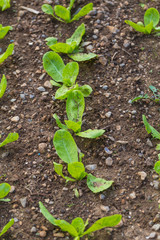 Young lettuce plant.