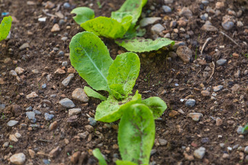 Young lettuce plant.