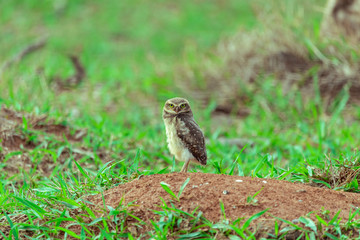 The Burrowing Owl, also called Field Caburet, Beach Owl, Field Owl, Miner , is called the "Burrowing Owl" for living in holes dug in the soil.