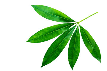 Green leaves isolated on a white background.