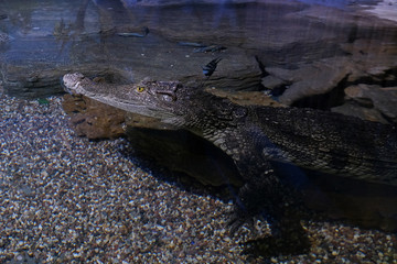 Crocodile close-up. Dangerous reptile.