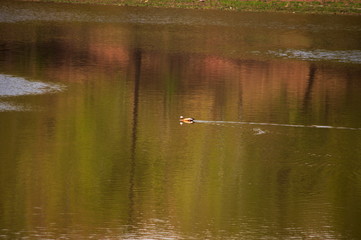 Утки в пруду