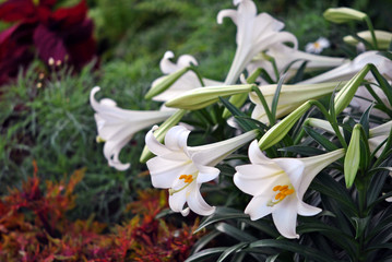 Easter lilies on display