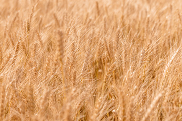 Golden ripe cereal, background, close-up