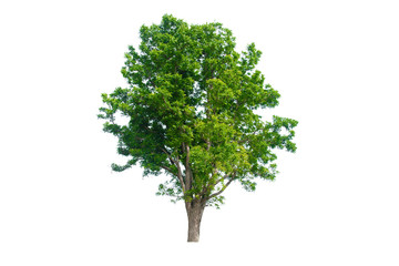 green tree isolated on white background