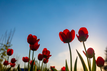 Red and yellow tulip flowers on a blue background
