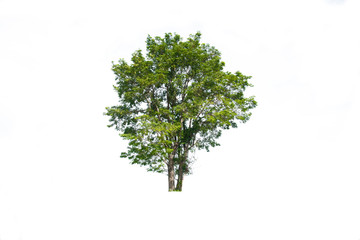 tree isolated on white background