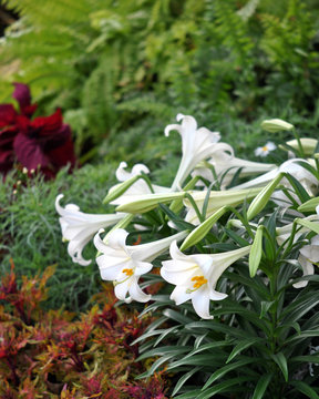 Easter Lilies On Display