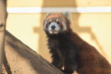 旭山動物園　レッサーパンダ