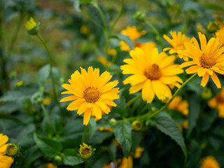 Yellow flowers between fresh green leaves in the garden