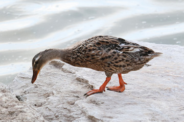 A female mallard (Anas platyrhynchos) on the shore of Nahal Alexander