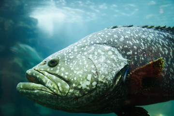 giant grouper fish underwater in an aquarium