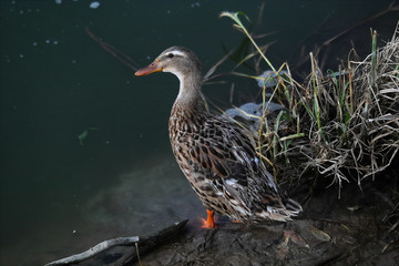 A female mallard (Anas platyrhynchos) on the shore of Nahal Alexander