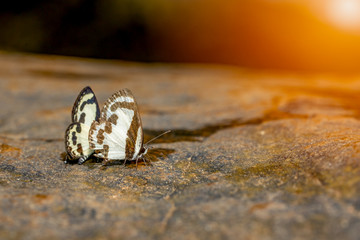 Beautiful butterfly on stone on blurred waterfall in nature