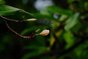 Plumeria blooming in the garden very fresh eye when looking.