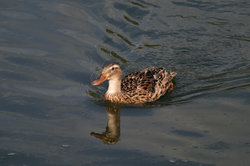 A female mallard (Anas platyrhynchos) swimming in Nahal Alexander