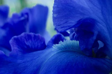 Fotobehang Bright blue iris flowers close up view macro © Roman